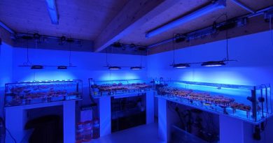 La brosse à dents et le corail - ICI