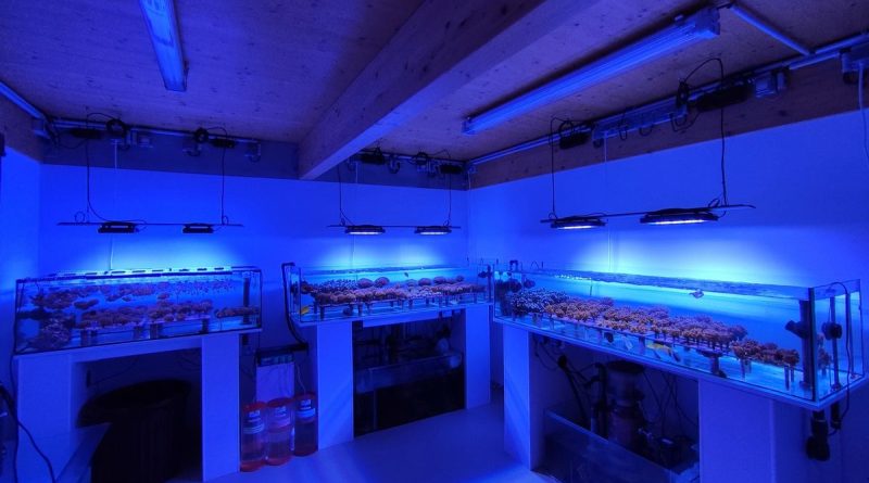 La brosse à dents et le corail - ICI