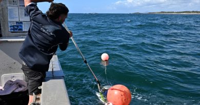 La course effrénée vers les grands requins d'Australie pour sécuriser baigneurs et surfeurs