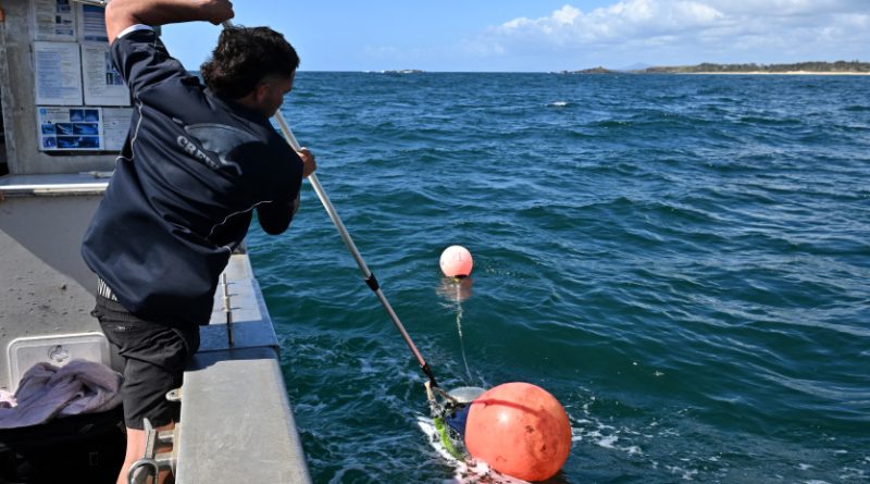La course effrénée vers les grands requins d'Australie pour sécuriser baigneurs et surfeurs