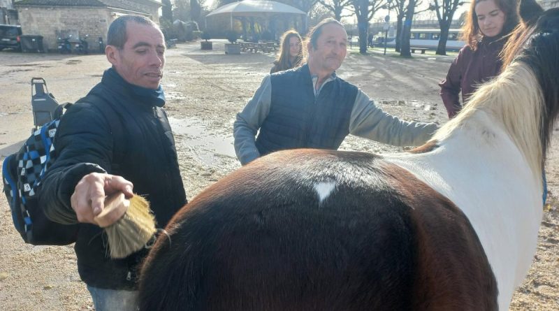 « La médiation équine fait ses débuts dans les rues de Saintes, touchant un large public »