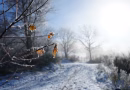La météo des derniers jours de l’année : tendances et prévisions à surveiller
