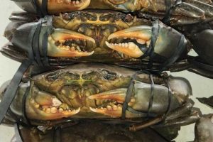 La pêche aux crabes de palétuvier est interdite pendant deux mois