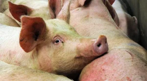 La préfecture juge conformes deux élevages du patron de la Cooperl dénoncés par L214,