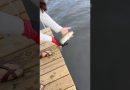 Lâcher d'une truite mouchetée dans la baie de Floride