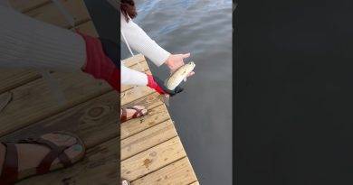 Une truite mouchetée relâchée dans la baie de Floride ! Lâcher d'une truite mouchetée dans la baie de Floride