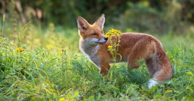 Le Clos des Renardises : à Douzillac, le renard est roi - Revue Far Ouest