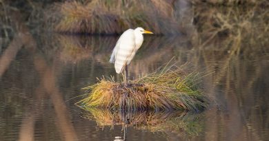 Pêche au Gué de selle : demandez votre carte auprès des Coëvrons
