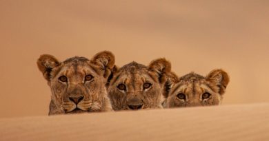 Le Jardin Extraordinaire : les lions de la Côte des Squelettes et leur lutte pour la survie