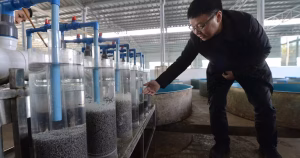 Le caviar chinois s’invite désormais sur les tables du monde entier