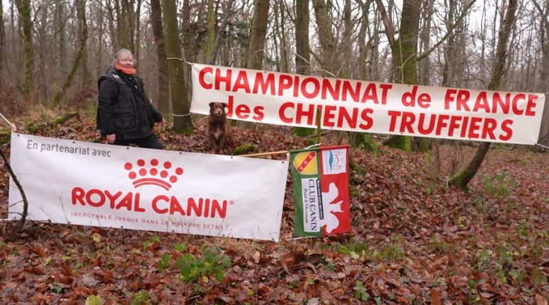 Le championnat de France des chiens truffiers : une chasse aux truffes en autonomie