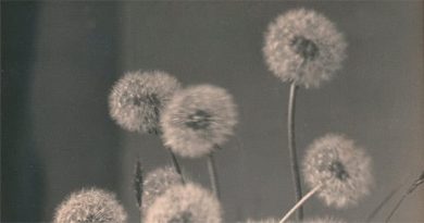 Le chant du daguerréotype