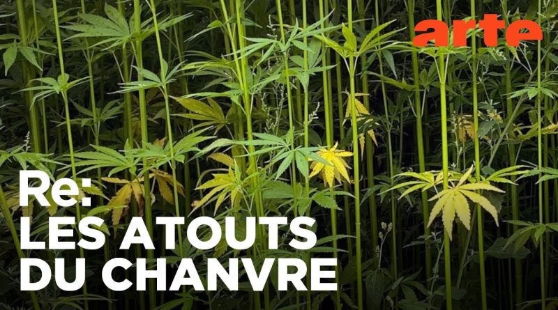 Le chanvre : une fibre écoresponsable à découvrir
