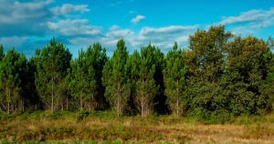 Le nématode du pin détecté pour la première fois dans les Landes inquiète les autorités