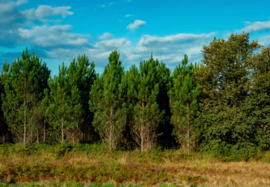 Le nématode du pin détecté pour la première fois dans les Landes inquiète les autorités