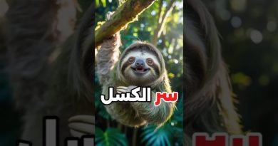 Le secret du paresseux : une découverte étonnante !