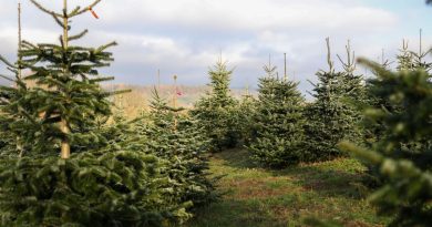 Le secret du sapin de Noël préféré des Français... - ICI