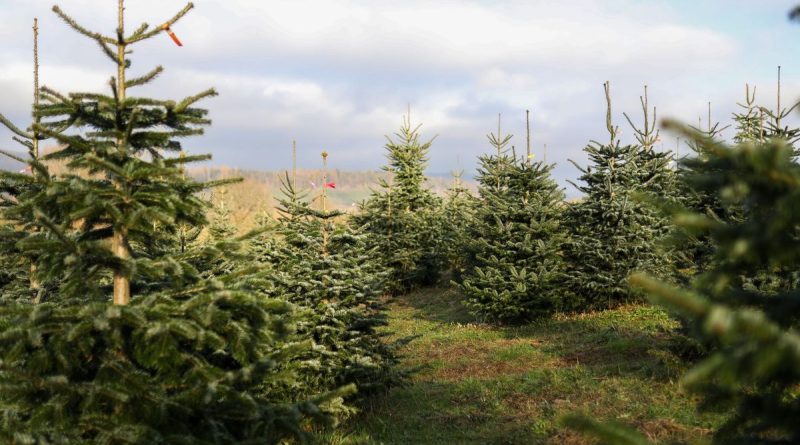 Le secret du sapin de Noël préféré des Français... - ICI
