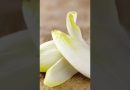 L’endive en danger d'extinction en France