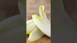 L’endive en danger d'extinction en France