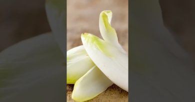 L’endive en danger d'extinction en France