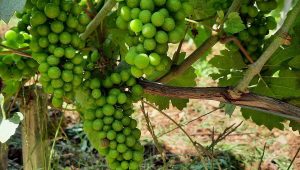 illustration agrandir l