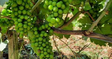 illustration agrandir l