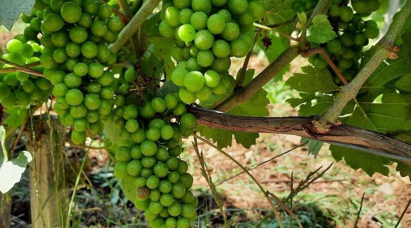 illustration agrandir l