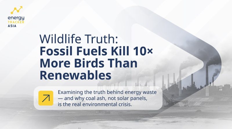 Les combustibles fossiles tuent 10 fois plus d'oiseaux que les renouvelables