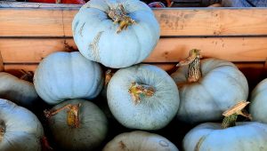 Les courges "Bleu de Hongrie" et "Longue de Nice" de La Belle au Pois Gourmand à Rochecorbon - ICI