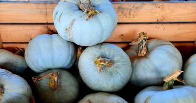 Les courges "Bleu de Hongrie" et "Longue de Nice" de La Belle au Pois Gourmand à Rochecorbon - ICI