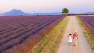 Les différentes lavandes : voici les conseils de Vincent Bordeau - ICI
