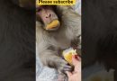 Les singes drôles et mignons qui vont vous faire rire !