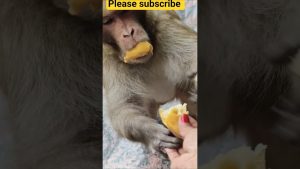 Les singes drôles et mignons qui vont vous faire rire !