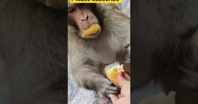 Les singes drôles et mignons qui vont vous faire rire !