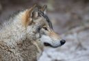 La justice protège les loups solitaires face aux menaces croissantes.