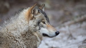 La justice protège les loups solitaires face aux menaces croissantes.