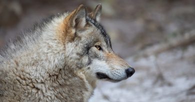 La justice protège les loups solitaires face aux menaces croissantes.
