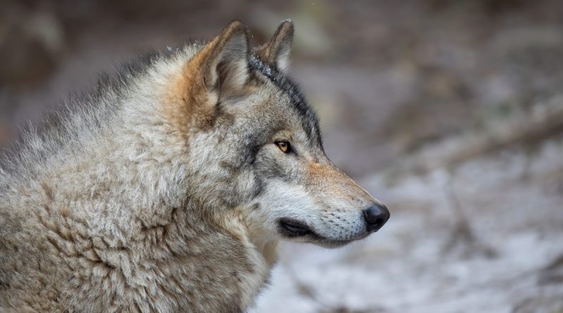 La justice protège les loups solitaires face aux menaces croissantes.
