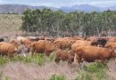[MAGAZINE] La traçabilité, un outil indispensable à la filière bovine à généraliser