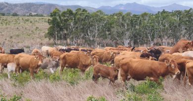 [MAGAZINE] La traçabilité, un outil indispensable à la filière bovine à généraliser