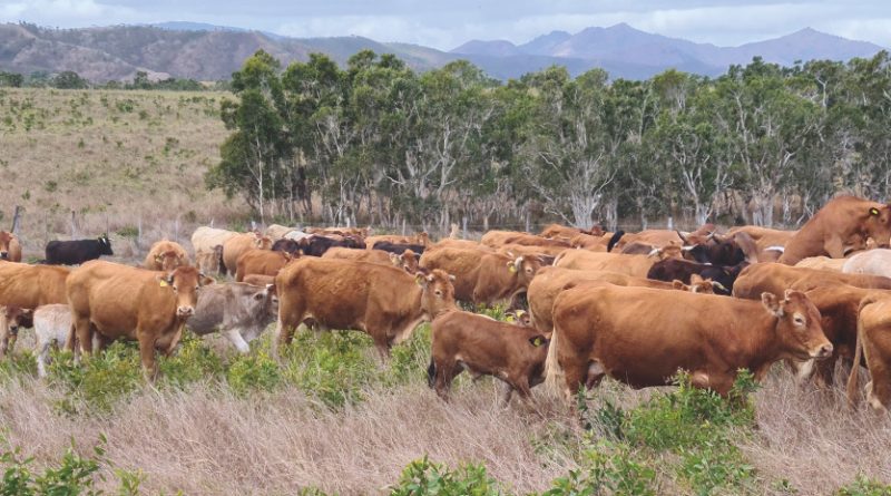[MAGAZINE] La traçabilité, un outil indispensable à la filière bovine à généraliser