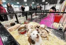 Malgré une pétition contre sa tenue, le salon du chiot a attiré les Brestois ce samedi au Parc-Expo