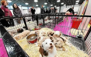 Malgré une pétition contre sa tenue, le salon du chiot a attiré les Brestois ce samedi au Parc-Expo