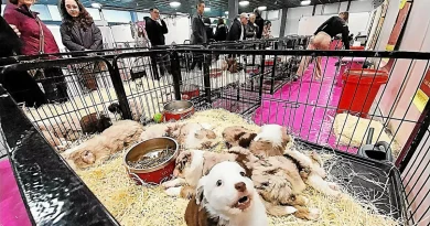 Malgré une pétition contre sa tenue, le salon du chiot a attiré les Brestois ce samedi au Parc-Expo