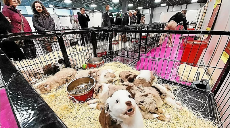 Malgré une pétition contre sa tenue, le salon du chiot a attiré les Brestois ce samedi au Parc-Expo