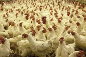 Mayenne : une nouvelle pétition contre l’extension d’un élevage de 39 000 poulets