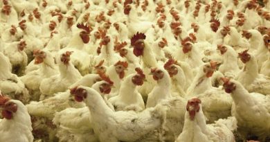 Mayenne : une nouvelle pétition contre l’extension d’un élevage de 39 000 poulets