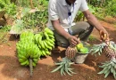 Mayotte : un an après le cyclone Chido, les récoltes de fruits et légumes chutent de 20%