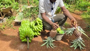 Mayotte : un an après le cyclone Chido, les récoltes de fruits et légumes chutent de 20%